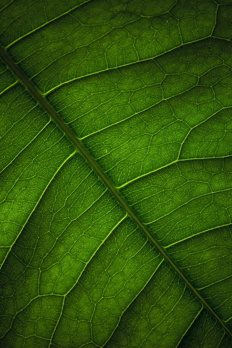 leaf, veins, surface, macro, green, HD phone wallpaper