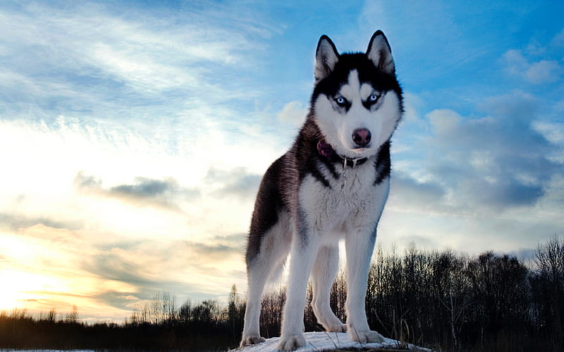 husky dogs, winter, cute animals, HD wallpaper