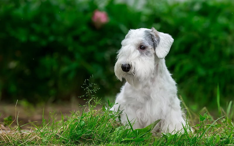 Sealyham Terrier, puppy, grass, dogs, HD wallpaper