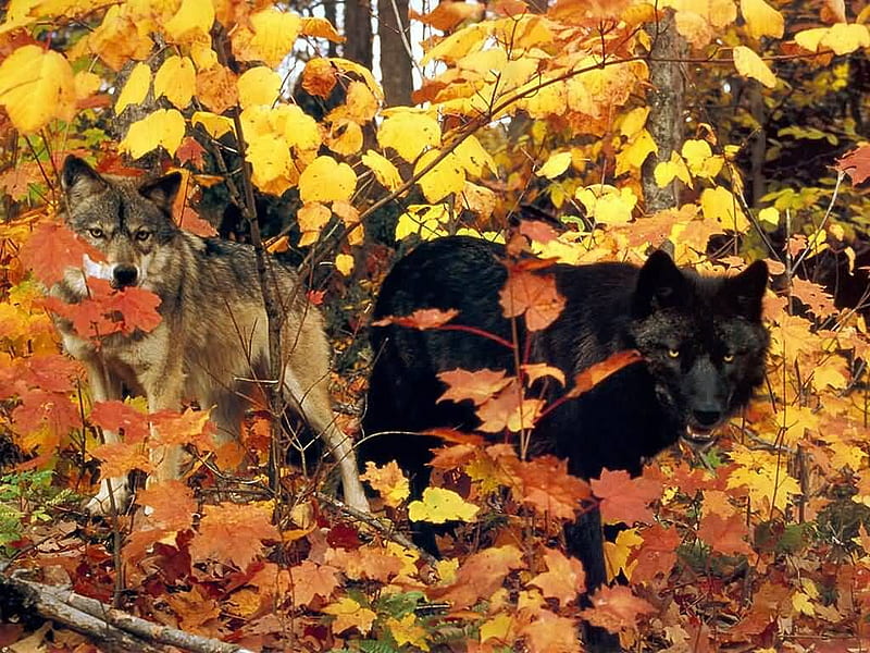 Blending In, leaves, gray, woods, black, wolf, wolves, blending, HD wallpaper