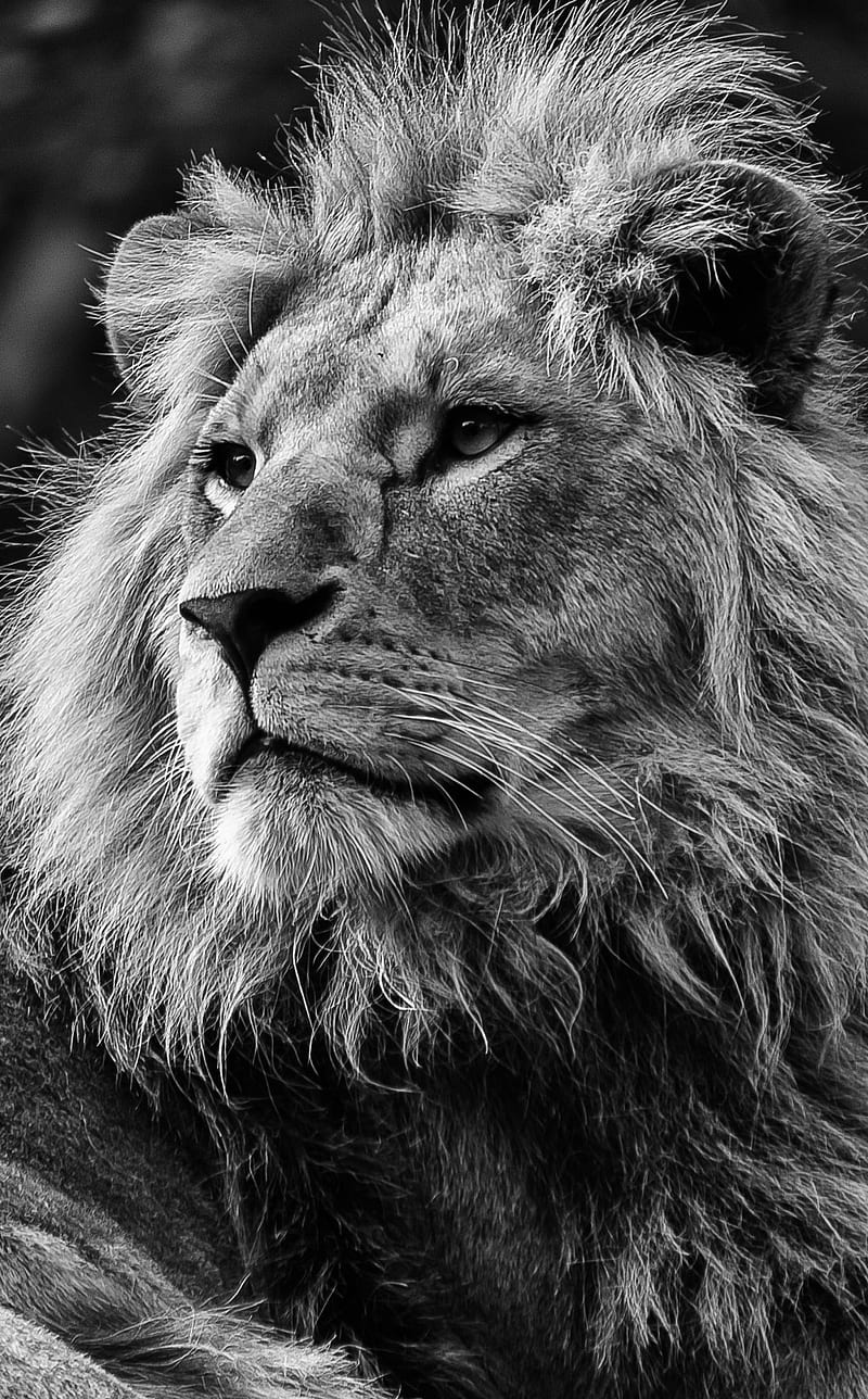 lion, king, leon, HD phone wallpaper