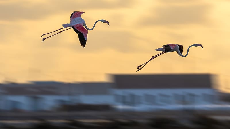 Flamingos, ornithology, animal, bird, HD wallpaper