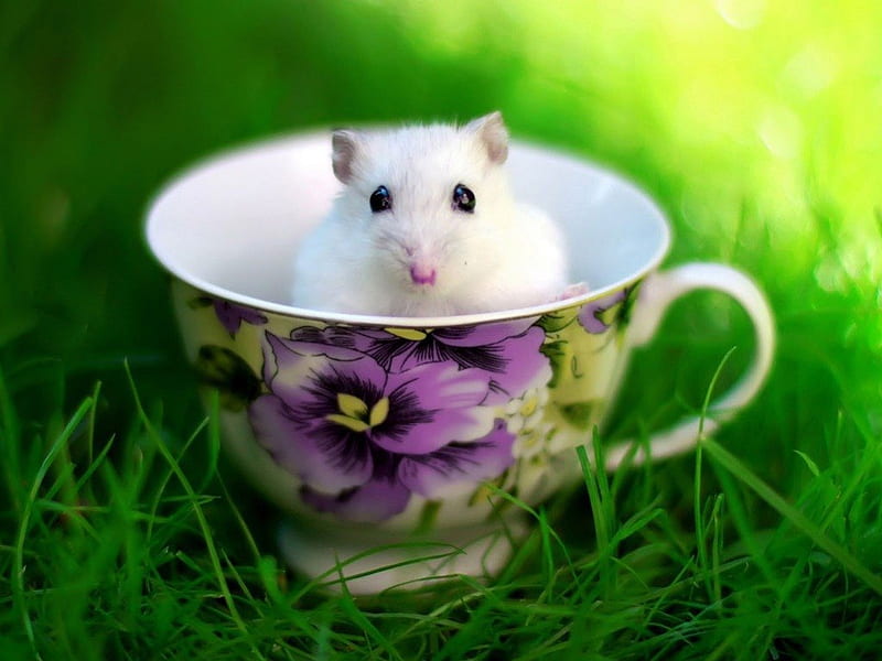 Hamster, White, Animal, Cup, HD wallpaper