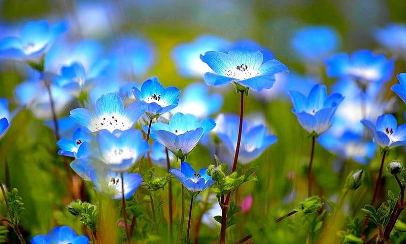 Wild flowers, flower, spring, blue, field, HD wallpaper