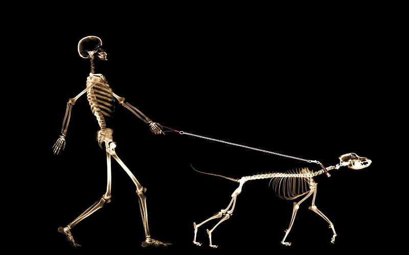 Skeleton With Dog, skeleton, walk, lol, funny, dog, HD wallpaper