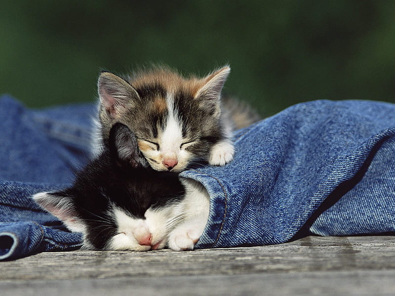 Lovely, sleep, kitty, bonito, cat, animal, cat face, sweet, cute, feline, jeans, kitten, cats, sleepy, animals, denim, HD wallpaper