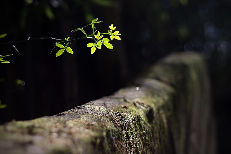 Blur leaves, background, green, greenleaves, nature, HD wallpaper | Peakpx
