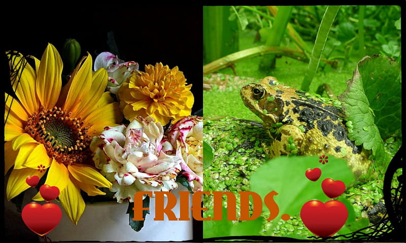 FOR DEAR HAZEL. ''BEAUTIFUL-LIFE'', COLLAGE, FLOWERS, FROG, FRIENDS, HD wallpaper FOR DEAR HAZEL. ''BEAUTIFUL-LIFE'', COLLAGE, FLOWERS, FROG, FRIENDS, HD wallpaper