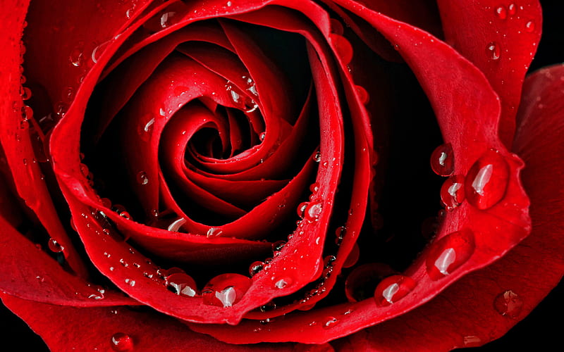 red rose, rose bud, drops of water on a rose, red flower, red roses background, HD wallpaper