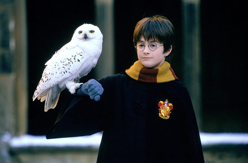 Harry Potter, Daniel Radcliffe, Movie, Harry Potter And The Philosopher's Stone, Hedwig (Harry Potter), HD wallpaper