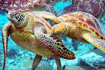 Turtles swimming in Blue Lagoon Bora Bora, reef, dive, fish, snorkel,  french polynesia, HD wallpaper | Peakpx