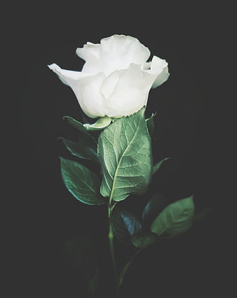 Rose, black, flower, flowers, green, pure, roses, tone, white, HD phone  wallpaper | Peakpx