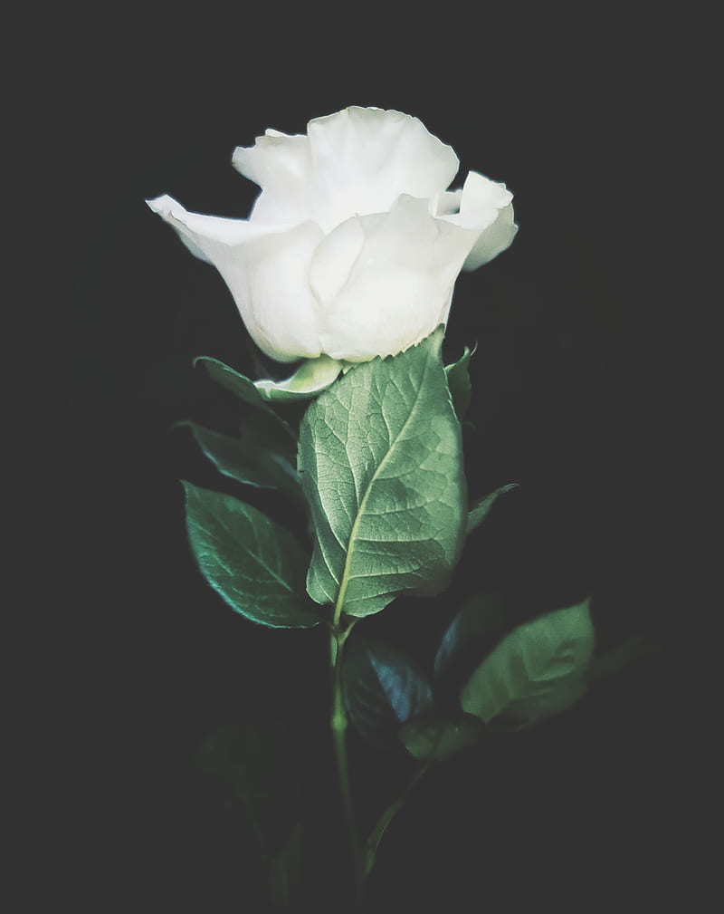 Rose, black, flower, flowers, green, pure, roses, tone, white, HD phone wallpaper