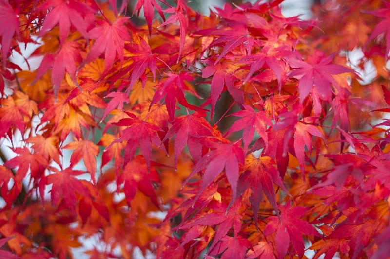 Autumn Leaves, Fall, red, leaves, maple, maple leaves, Japanese maple leaves, Japanese maple, Autumn, HD wallpaper