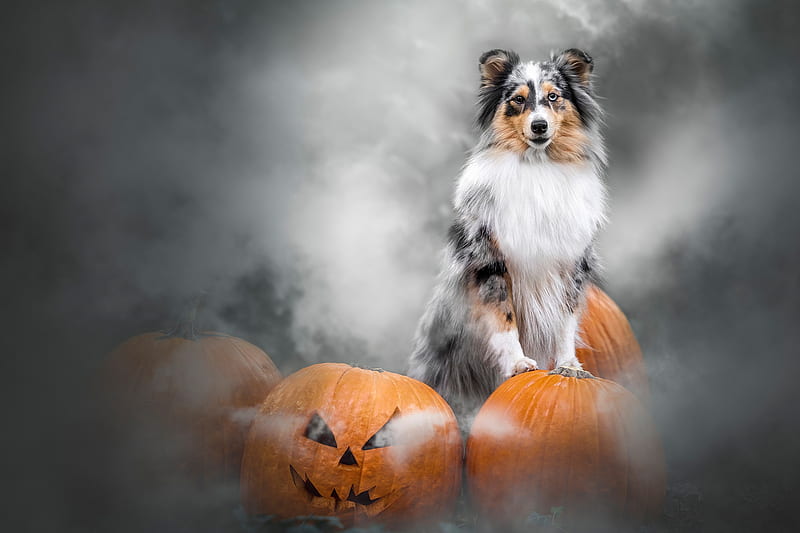 Dogs, Shetland Sheepdog, Dog , Pumpkin , Halloween , Jack-O'-Lantern, HD wallpaper