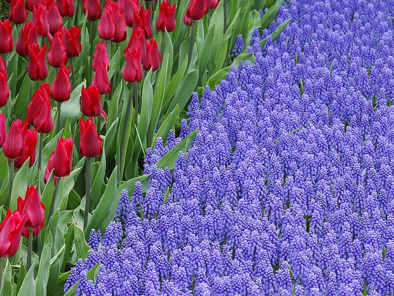 Tulips and Grape Hyacinths, red, grape, hyacinths, purple, tulips, HD wallpaper