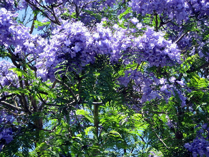 Beautiful Jacaranda blossom, tree, leaves, blossom, purple, green, nature, trees, leaf, HD wallpaper