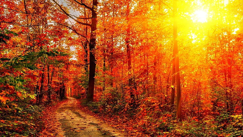 bright sunshine through a red forest in autumn, forest, autumn, sunshine, road, res, HD wallpaper