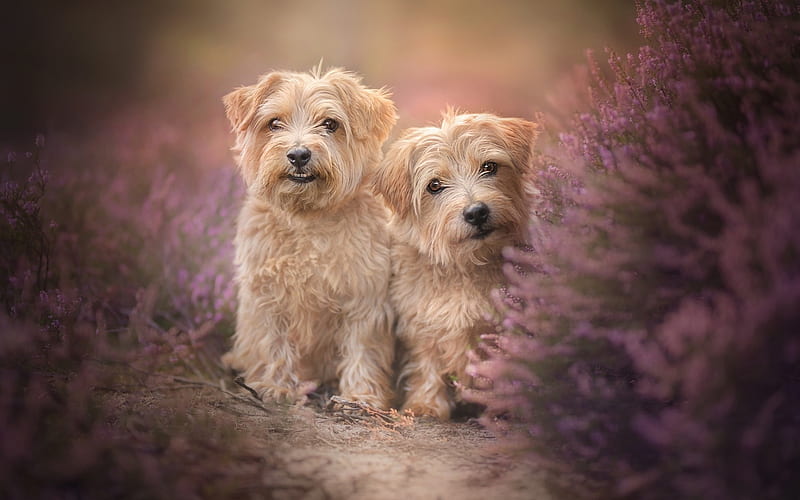 Norfolk Terrier, bokeh, funny dog, pets, lavender, dogs, Norfolk Terrier Dogs, HD wallpaper