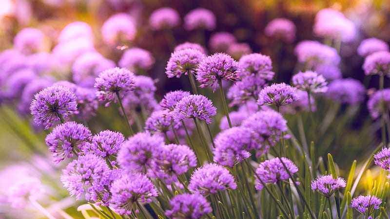 Purple flowers, wild flowers, spring, meadow, nature, HD wallpaper