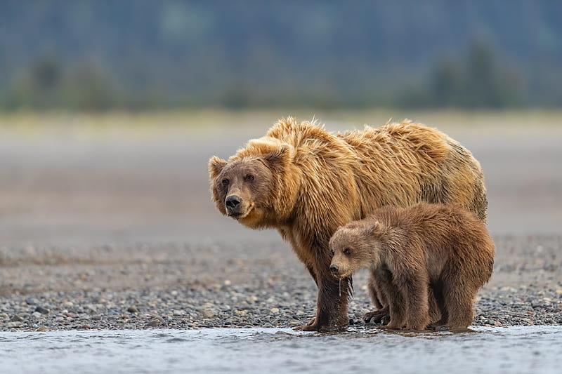 Bears, Bear, Baby Animal, Cub, Depth Of Field, Wildlife, predator ...