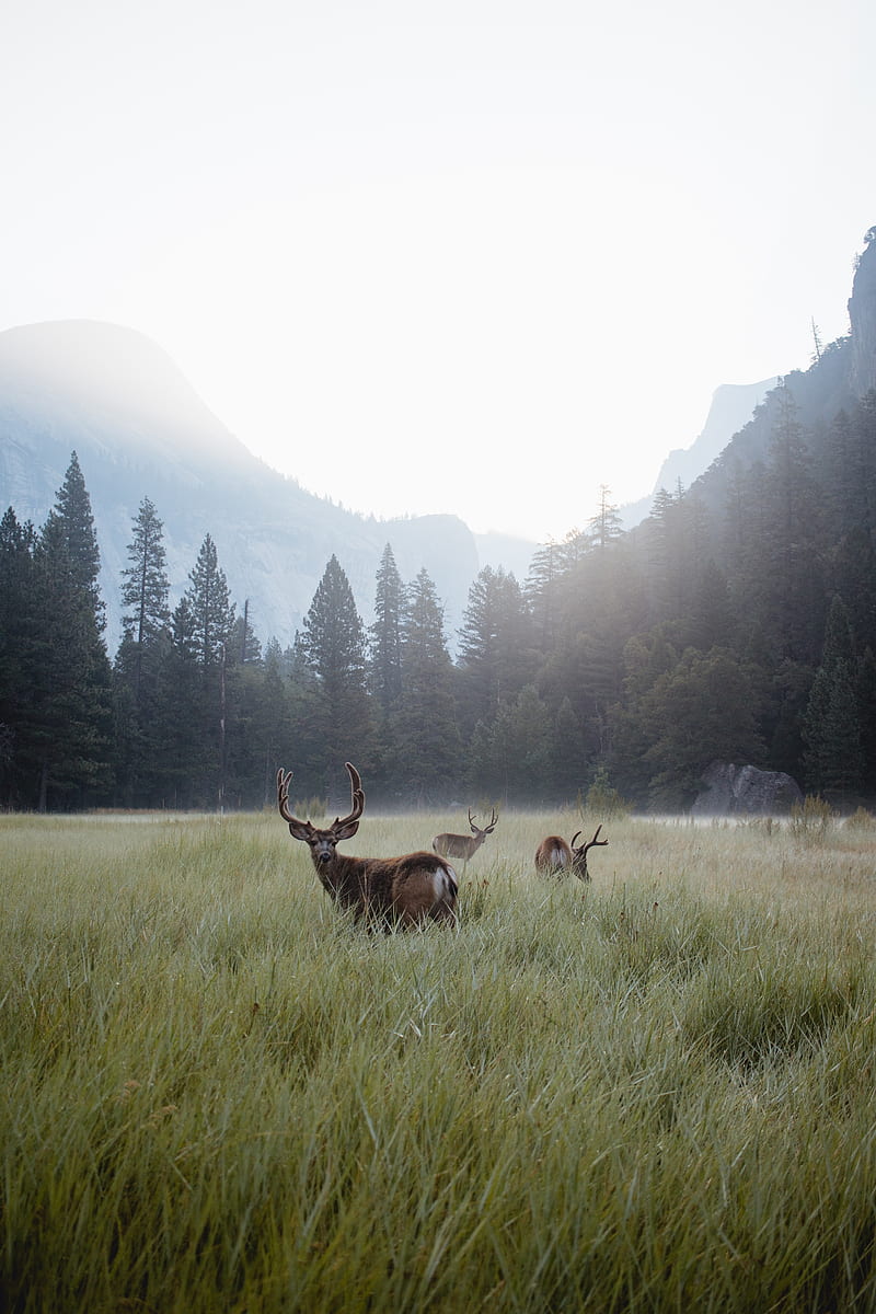 deer, lawn, forest, fog, mountains, wildlife, HD phone wallpaper