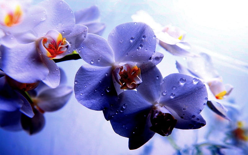 Orchid, Blue and Purple Orchids, HD wallpaper
