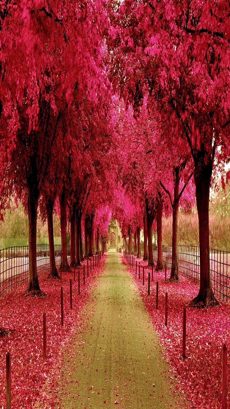 Beautiful nature, bonito, cool, landscape, lovely, nature, pink, road, way, HD phone wallpaper