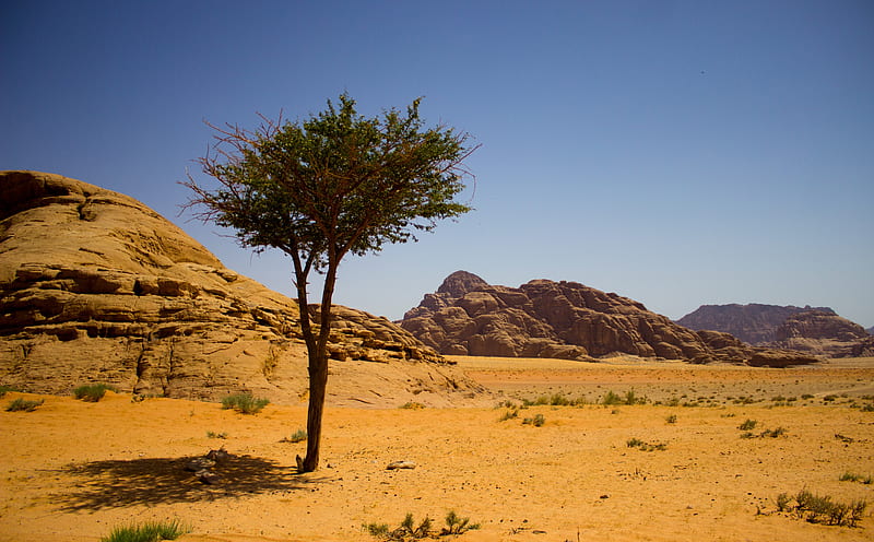 Wadi Rum Ultra, Nature, Desert, Tree, Wilderness, Jordan, wadirum, HD wallpaper