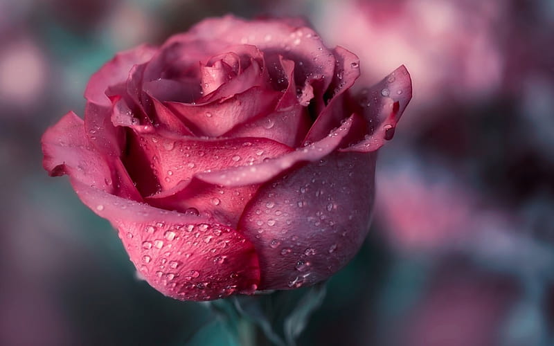 Absolutly stunning., rose, pink, single bloom, raindrops, HD wallpaper