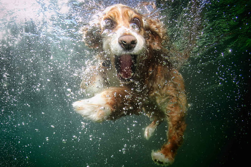 :D, underwater, caine, animal, cute, water, summer, funny face, puppy, dog, HD wallpaper