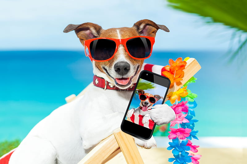 :-), vara, jack russell terrier, paw, phone, summer, funny, selfie, dog, sunglasses, HD wallpaper