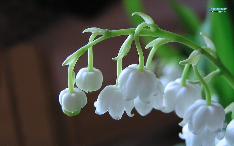LILY OF THE VALLEY 2, plants, flowers, gardens, blooms, purity, HD wallpaper