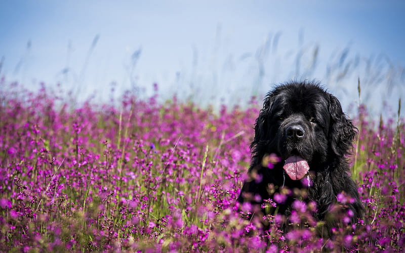 Newfoundland dogs, lawn, funny animals, pets, black newfoundland, cute dog, Newfoundland Dog, HD wallpaper