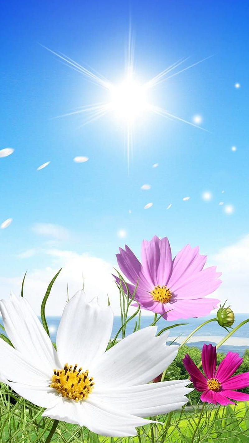 flowers sky, ciel, flowers, HD phone wallpaper