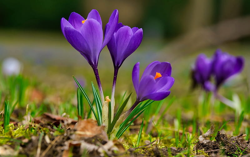 Purple crocuses, grass, freshness, crocus, purple, flowers, bonito, spring, HD wallpaper