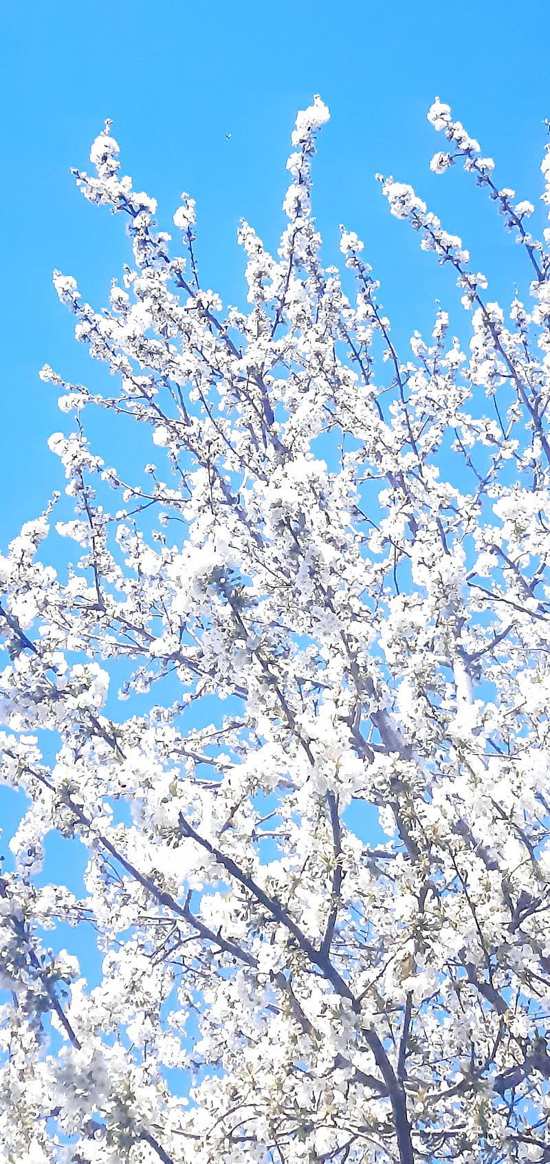 Paisaje de primavera, flor, flores, primavera, Fondo de pantalla de  teléfono HD | Peakpx