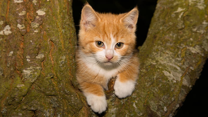 Brown White Cat Kitten Is Lying On Tree Kitten, HD wallpaper