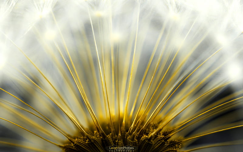 dandelion - macro, seeds, dandelion, macro, flowers, nature, HD wallpaper