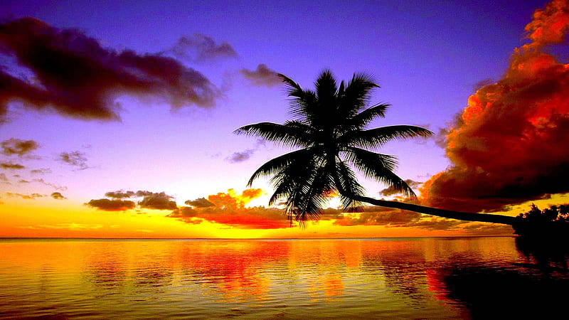 Green Leaning Coconut Tree Near Body Of Water During Sunset Nature, HD wallpaper