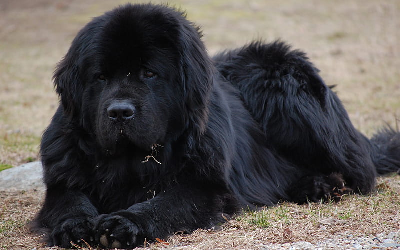 Newfoundland dog big black dog, pets, dogs, HD wallpaper