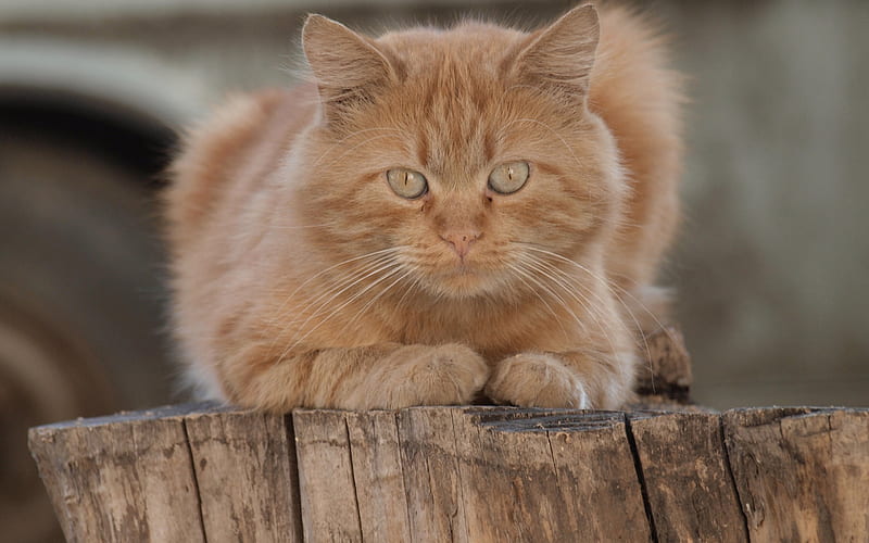 ginger fluffy cat, British short-haired cat, pets, domestic cat, breeds of cats, HD wallpaper
