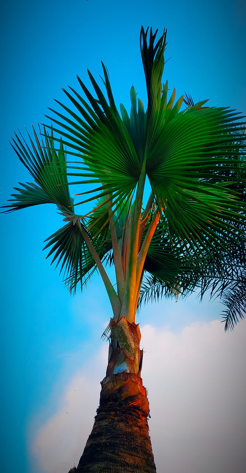 tree sky, blue, greeen, black, dates, trees, beach, palm, HD phone wallpaper