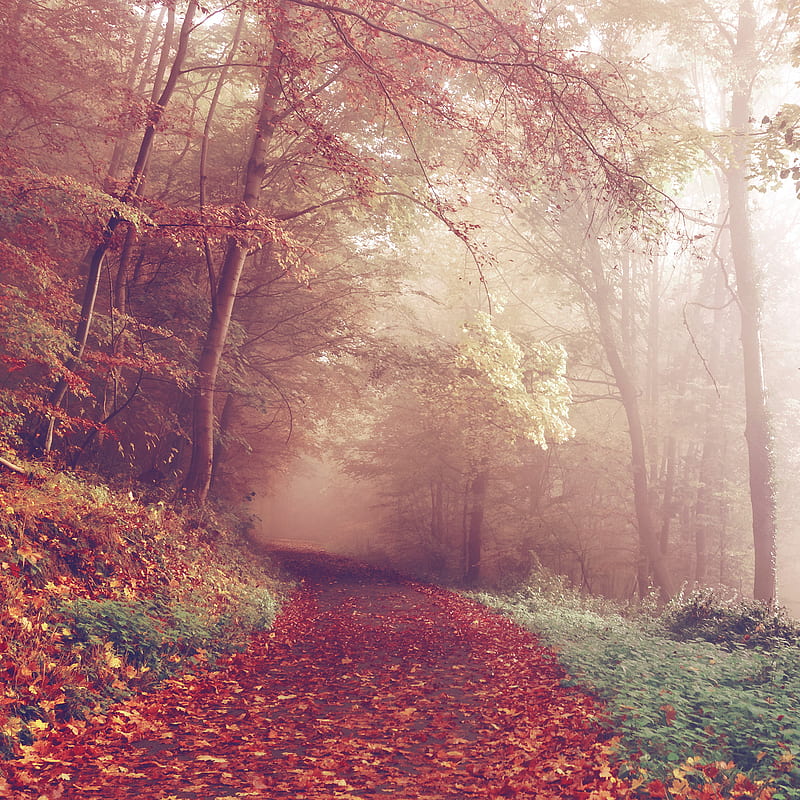 Romantic nature, autumn, road, autumn , landscapes, red leaves, HD phone wallpaper