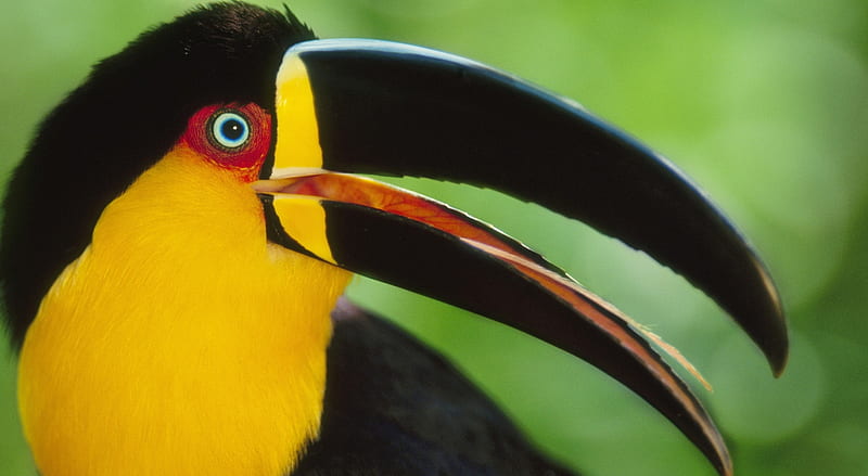 Toucan Bird Ultra, Animals, Birds, Exotic, Bird, Tropical, Toucan, beak, HD wallpaper