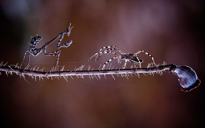 cute, brown, drop, ant, spider, water, good, beauty, nature, HD wallpaper