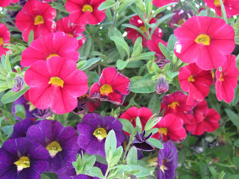 Flowers day 18, red, purple, Petunias, green, flowers, graphy, HD wallpaper