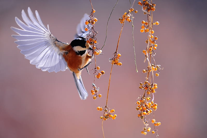 Bird feeding on berries, bonito, wings, bird, animals, HD wallpaper