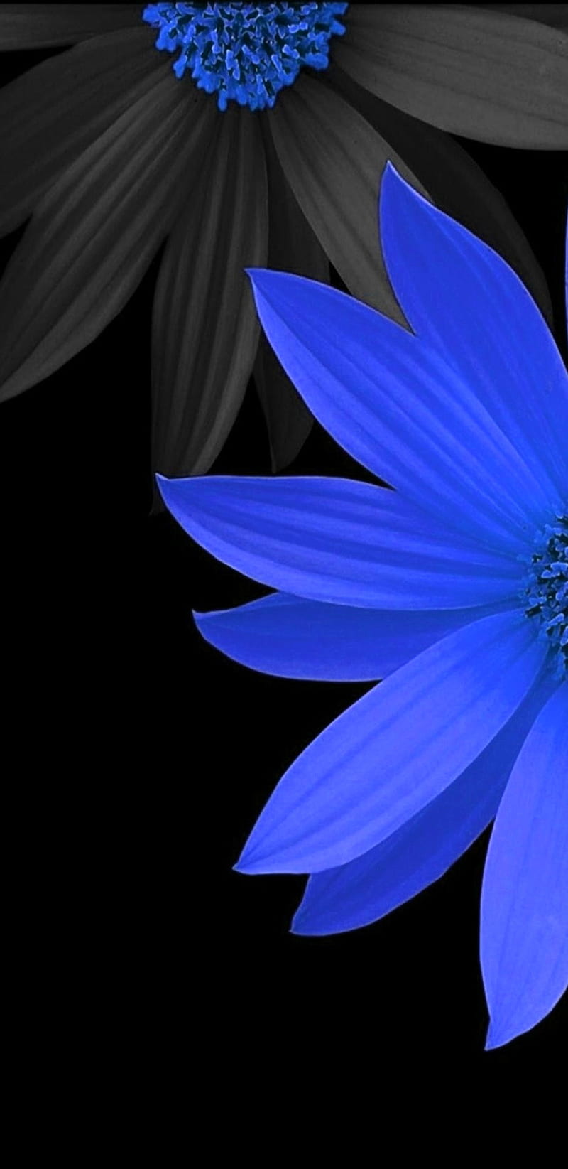 Blue flowers, flower, garden, nature, pretty, HD phone wallpaper