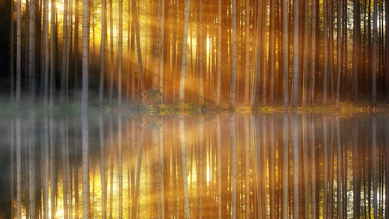 Trees Lakes Sunbeams, trees, lake, nature, sunbeam, HD wallpaper
